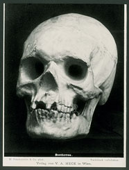Beethoven-skull