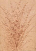 Leonardo-plant-drawing