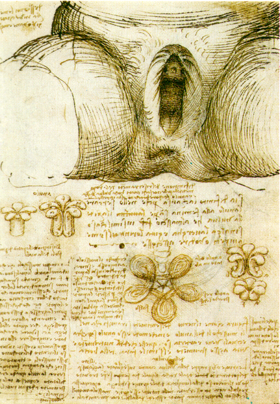 Leonardo-vulva