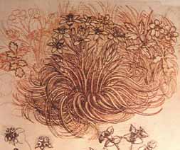 Leonardo-drawing-botanical