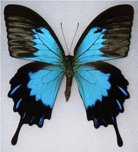 Papilio-Ulysses-Telegonus