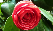 red-camellia