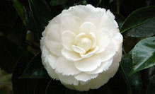 white-camellia